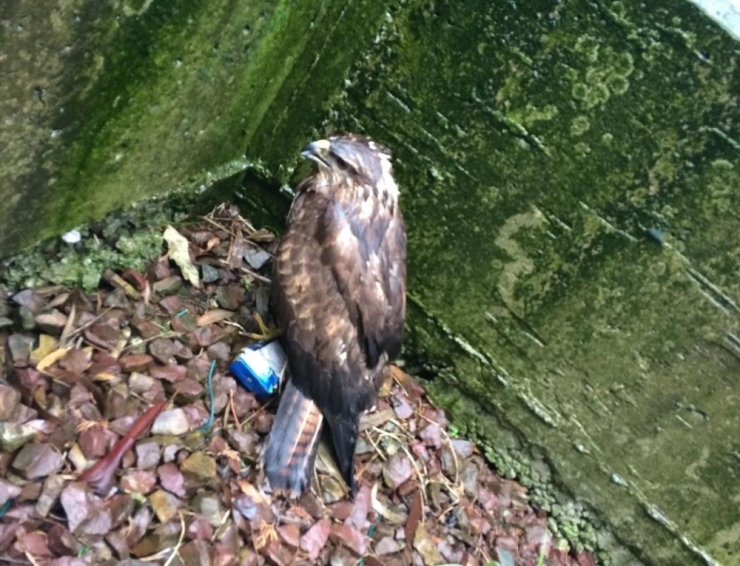 Şahin Donmaktan Kurtarıldı