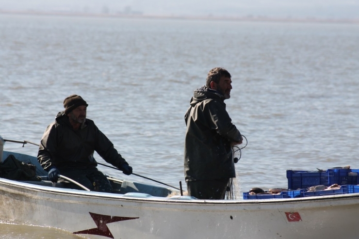 İsrail Sazanları Irak Ve Suriye’ye İhraç Ediliyor