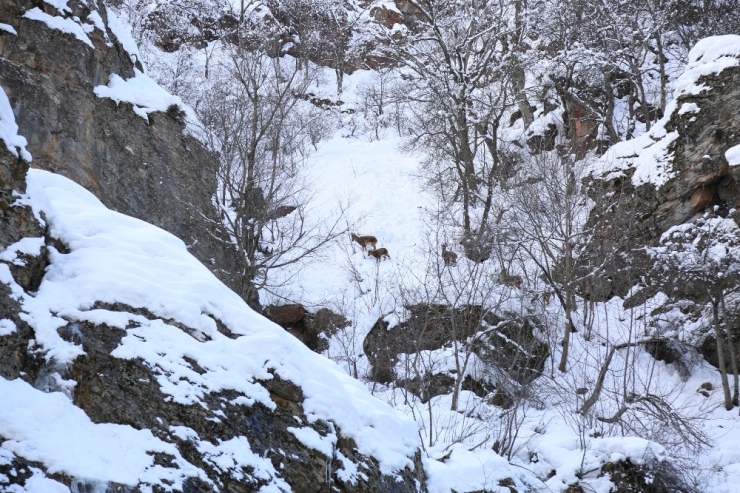 Çetin Geçen Kış, Koruma Altındaki Dağ Keçilerini De Etkiliyor