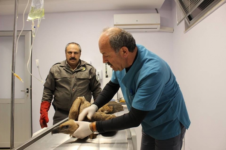 Akdağ’da Zehirlenen Kızıl Akbaba Sağlığına Kavuşunca Doğaya Salındı