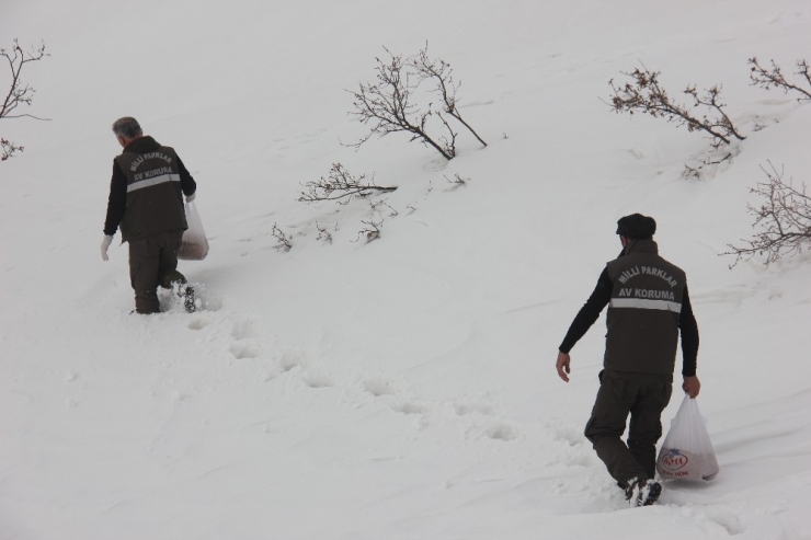 Bingöl’de Yaban Hayvanları İçin Doğaya Yem Bırakıldı
