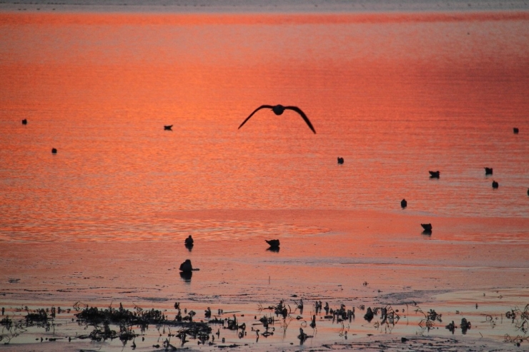 Konya’nın Göllerinde Su Kuşu Sayım Çalışmaları Tamamlandı