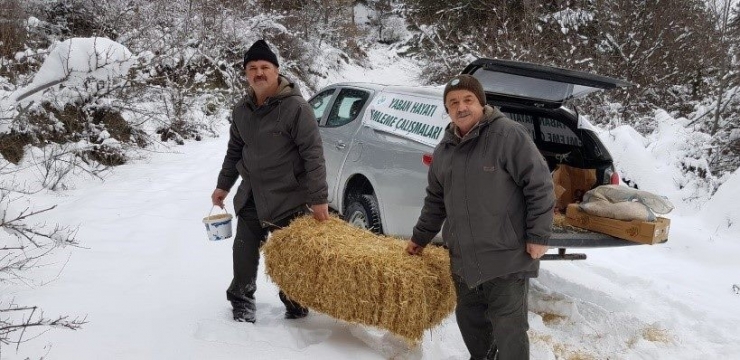 Doğa Koruma Ve Milli Parklar Doğal Hayata Yiyecek Bıraktı