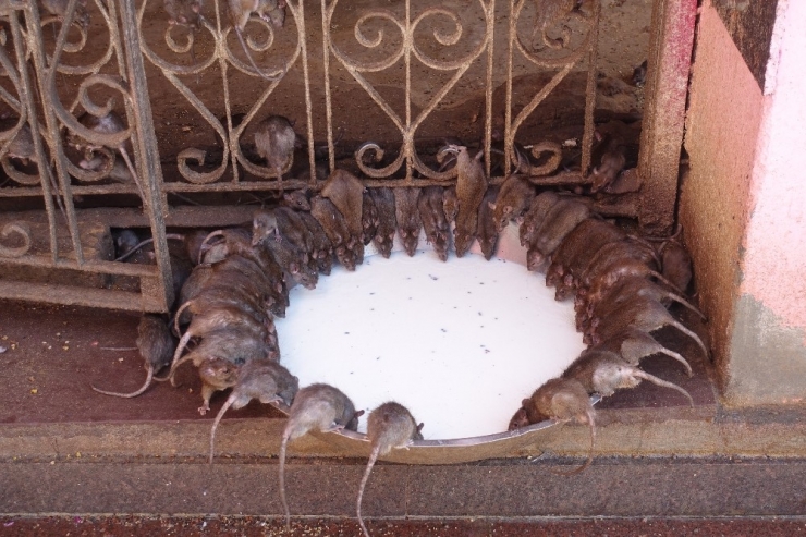 Fareler Tapınağı Turistlerin İlgi Odağı