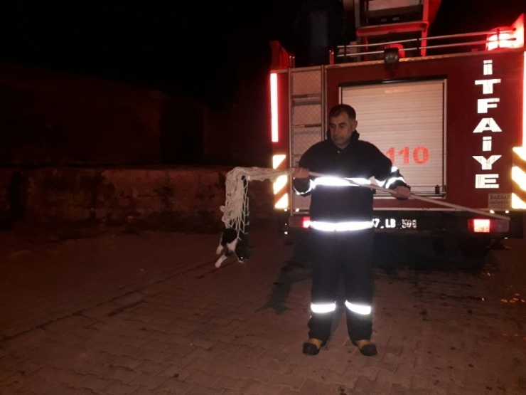 Direkte Mahsur Kalan Kediyi İtfaiye Ekipleri Kurtardı