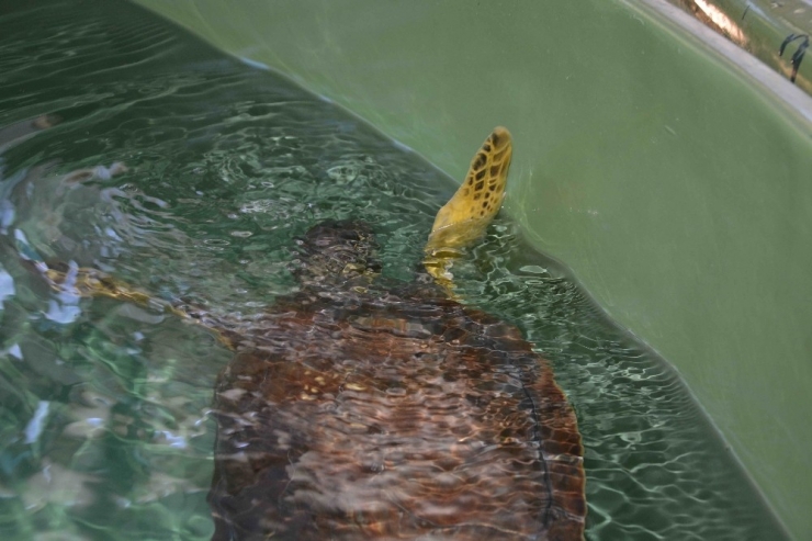 Misina Yutan Deniz Kaplumbağası Telef Oldu