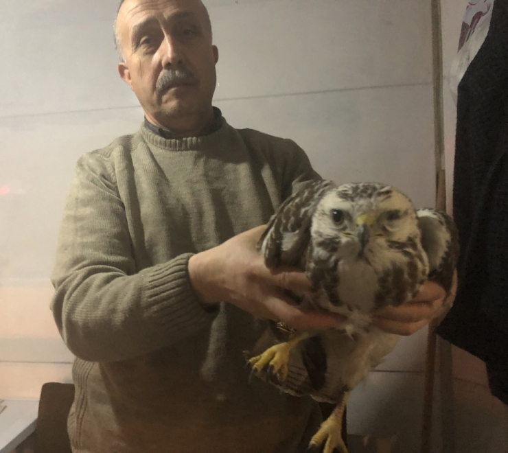 Kaçak Avcıların Vurduğu Doğan Donmak Üzereyken Kurtarıldı