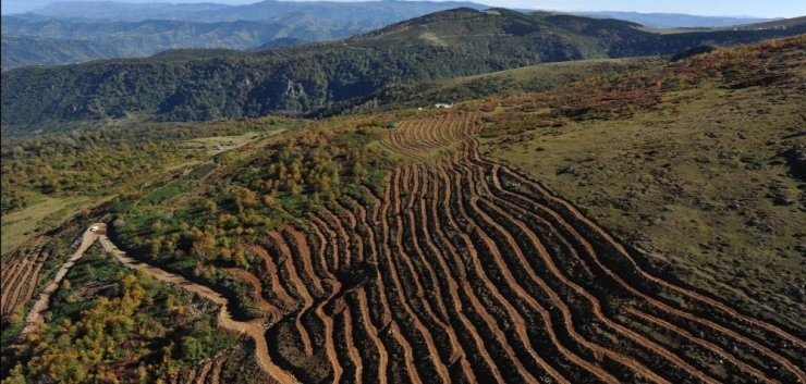 Ordu’da 15 Yılda 20 Milyon Fidan Dikildi