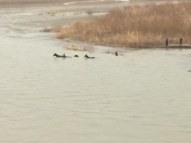 Dicle Nehrinde Mahsur Kalan 4 At, İtfaiye Ekipleri Tarafından Kurtarıldı