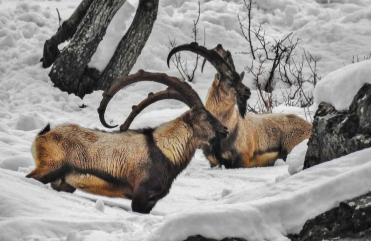 Tunceli’nin Yaban Hayatından Belgesellik Görüntüler