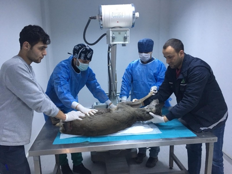 Avcıların Kurşunuyla Yaralanan Karaca, Sağlığına Kavuştu