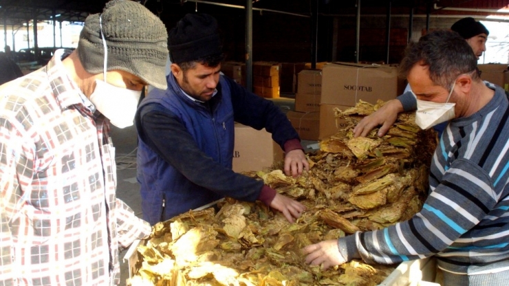 Sarıgöl’de Tütün Alımlarına Başlandı