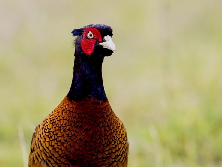 Keneye Karşı Tavukla Mücadele