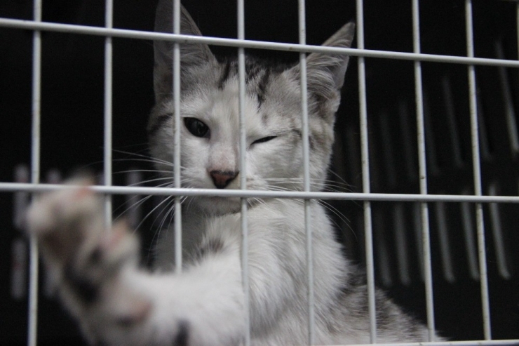 Kedilerinizden Hemen Vazgeçmeyin