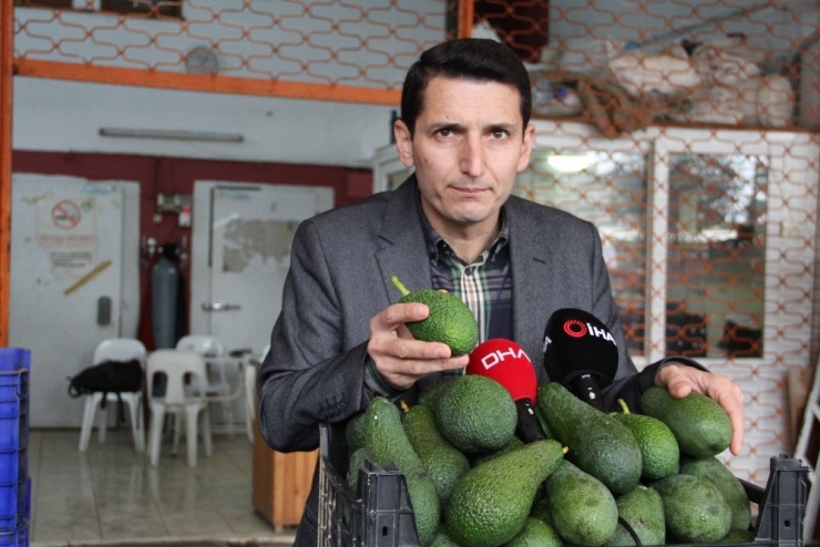 Alanya’da Bu Yıl Avokado Üretiminde Hedef 60 Milyon Adet
