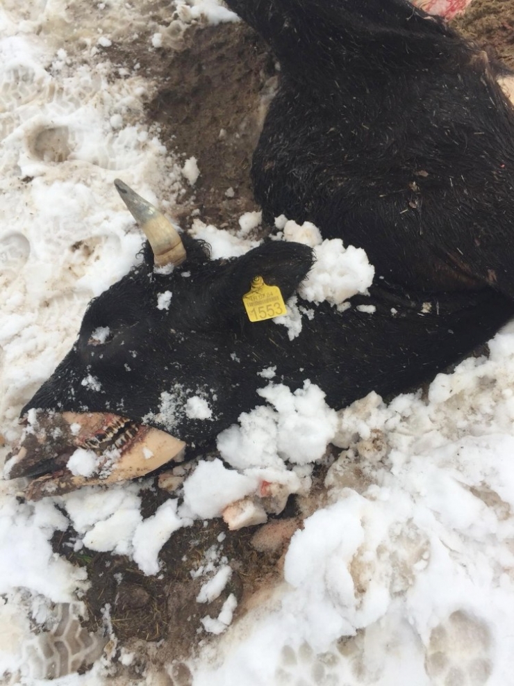 Büyükbaş Hayvanlar İlgisizlikten Telef Oldu