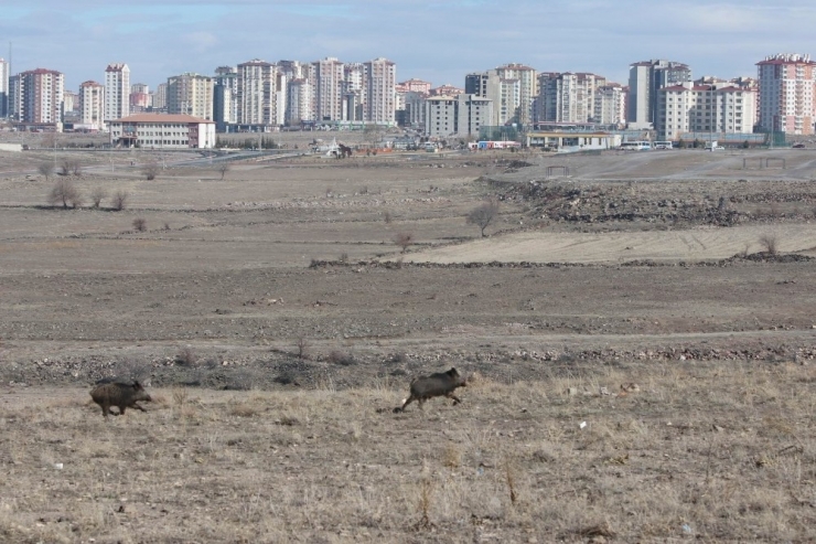 Aç Kalan Domuzlar Şehre İndi