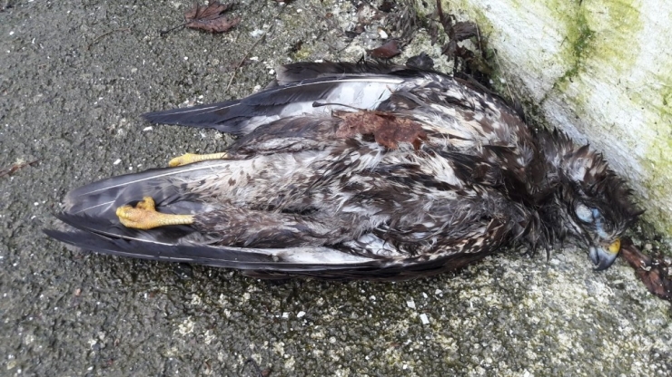 Araştırmacıların Yıllardır Uydudan İzlediği Doğanı Vurdular