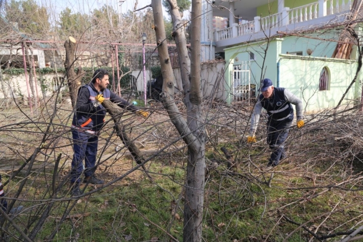 Siirt’te Ağaç Budama Çalışmaları Başladı