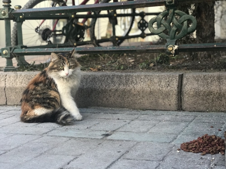 Eskişehirliler Sokak Hayvanlarını Unutmuyor