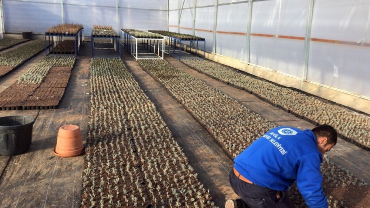 Büyükşehir 30 Dönüm Arazide 100 Bin Fide Üretti