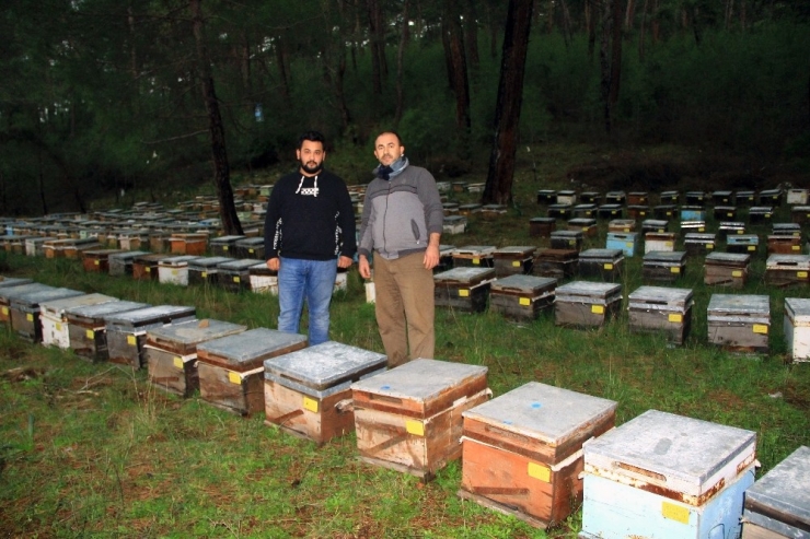 Yağışlar Bal Üreticisini Sevindirdi