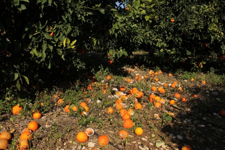 Aşırı Yağış Ve Fırtına Narenciyeyi Dibine Döktü, Üretici Perişan Oldu