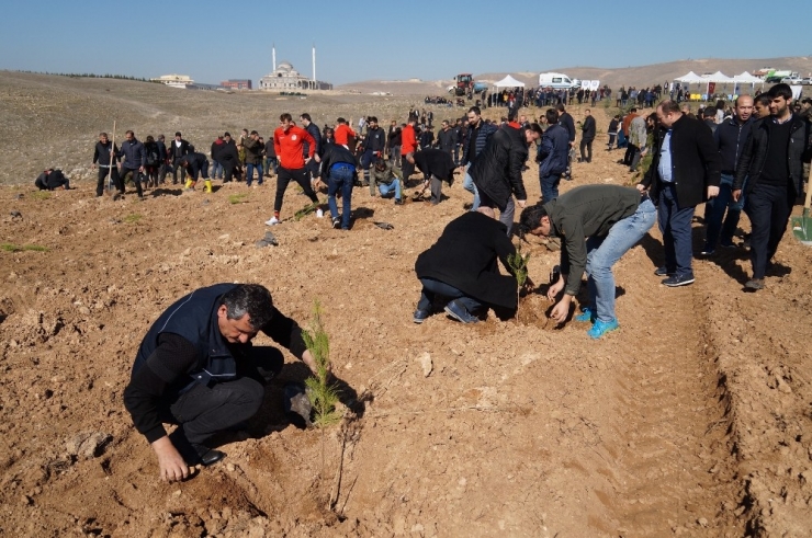 Batman Üniversitesi Yerleşkesine Bin 740 Fidan Dikildi