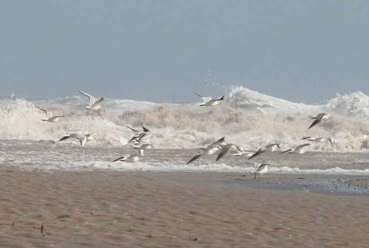 Martıların Dev Dalgalarla Dansı