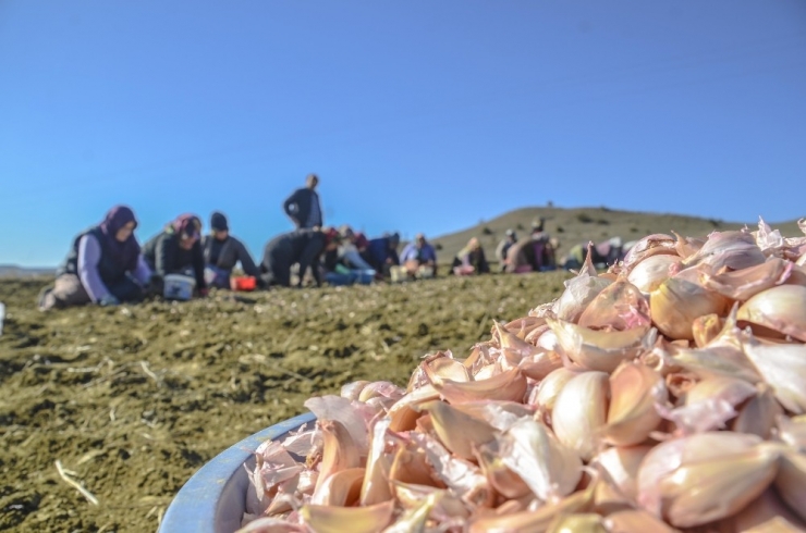 Taşköprü’nün Beyaz Altını Toprakla Buluştu