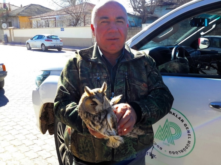 Yaralı Bulunan Kulaklı Orman Baykuşu Koruma Altına Alındı