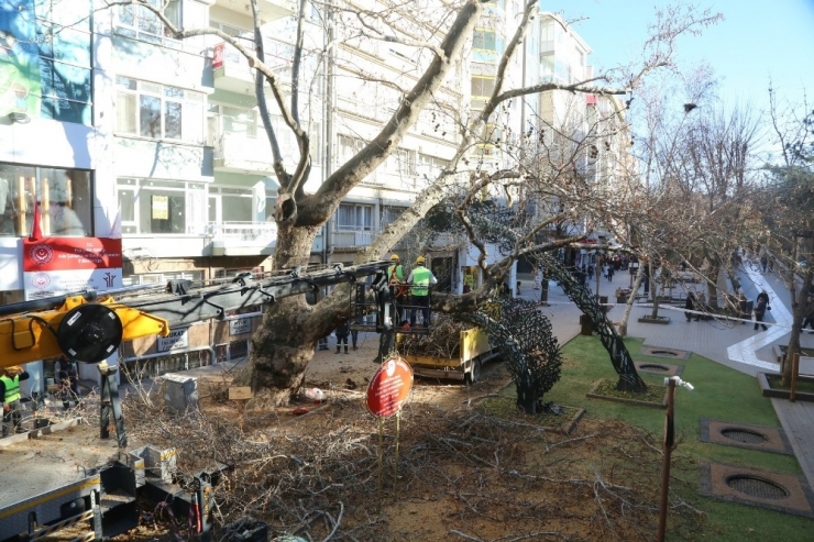 Koruma Altında Olan Asırlık Çınara Bakım Yapıldı
