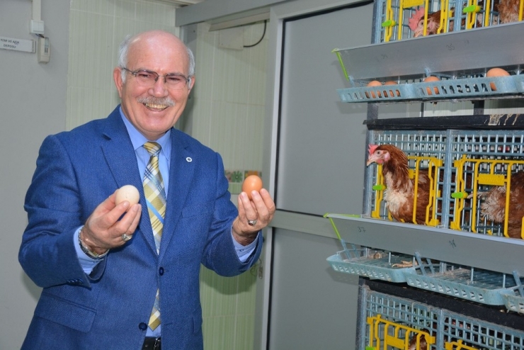 Üniversiteli Tavuklar Ve Arılar, Bilim İçin Çalışıyor, Kazanç Sağlıyor