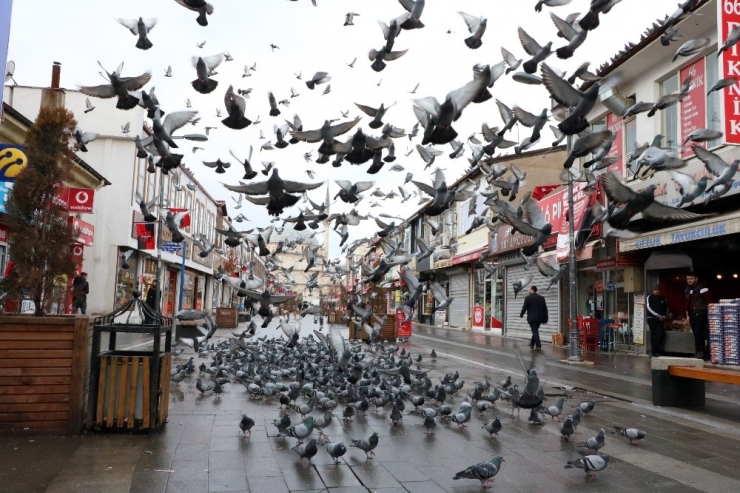 Aç Kalan Güvercinleri Esnaf Besliyor