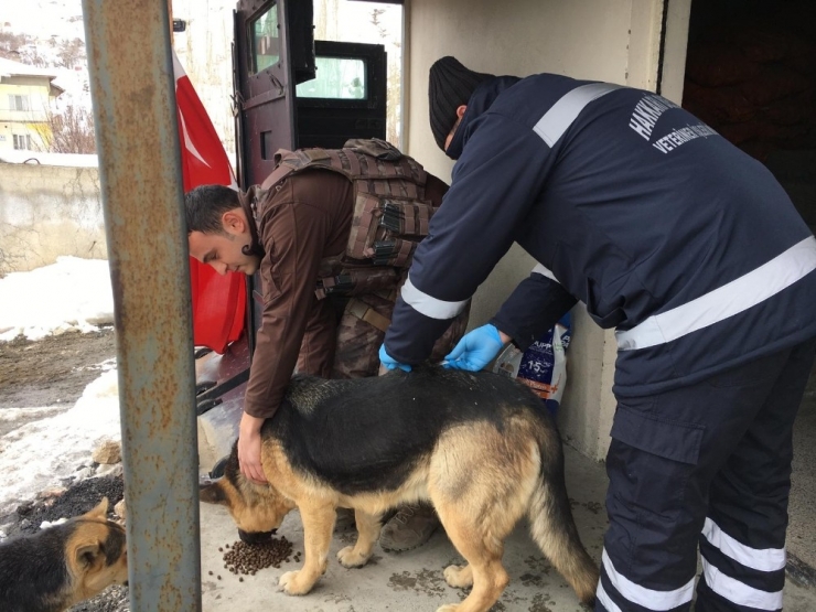 Hakkari’de Sokak Hayvanlarına Kuduz Aşısı