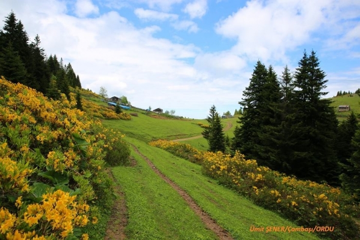 Ordu’da Bal Ormanı 7’ye Ulaştı
