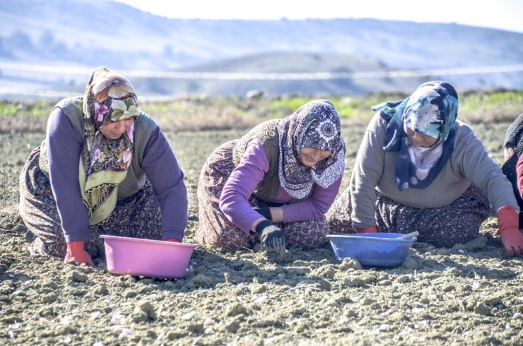 Sarımsak İşçilerinin Yevmiye Ücretleri Belli Oldu