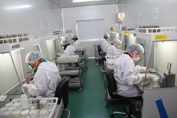 Konya Şeker Yerli Ve Milli Patates Tohumu İle Verimi Artırdı