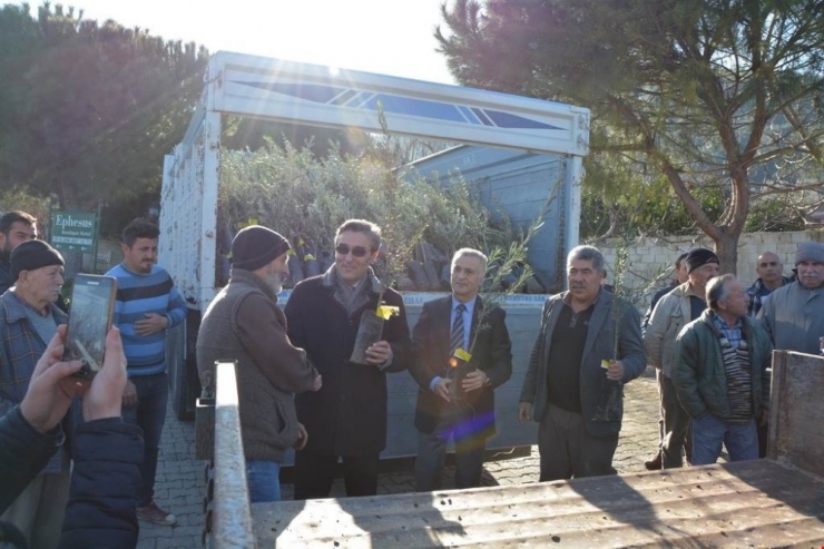 Kuşadası’nda 8 Bin 600 Zeytin Fidanı Dağıtıldı