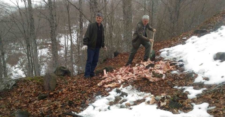 Ordu’da Yaban Hayvanları İçin Doğaya Yem Bırakıldı