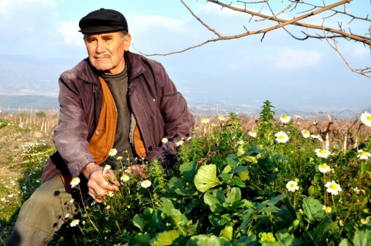 Sarıgöl’e Yalancı Bahar Geç Geldi