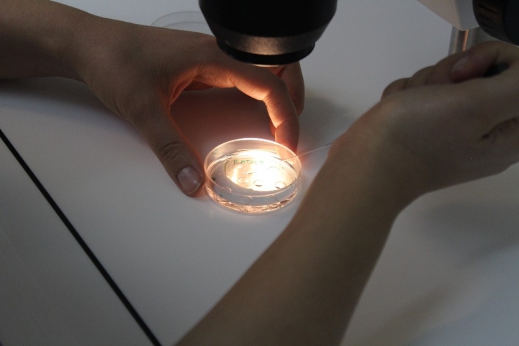 Sma Taşıyıcısı Ebeveynlere Tüp Bebek Önerisi