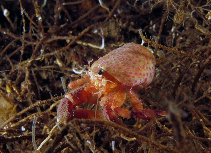 İstanbul’un Su Altı Belgeseli İzleyiciyle Buluştu