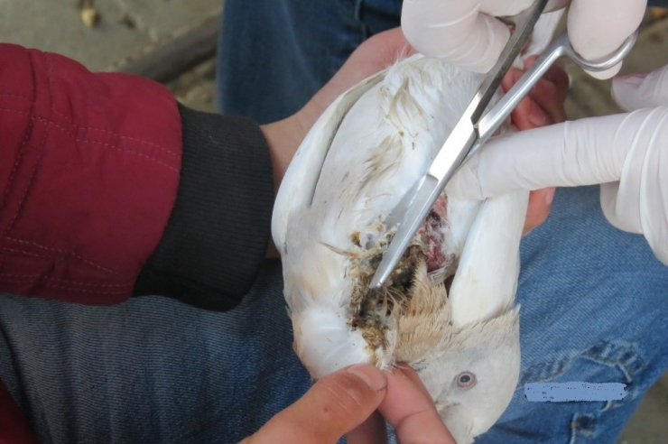 Atmacanın Yaraladığı Güvercin Ameliyat Edildi