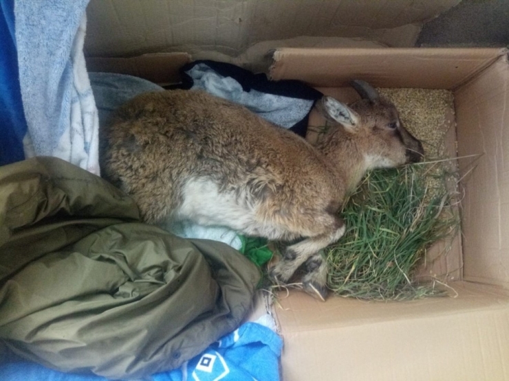 Yaralı Halde Bulunan Yaban Keçisi Kurtarılamadı