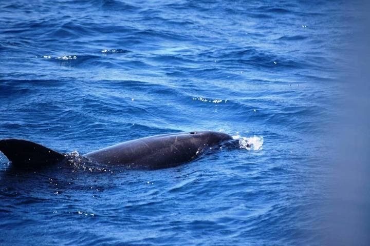 Marmaris’te ’Yunus Terapi Merkezi Kapatılsın’ Tartışması