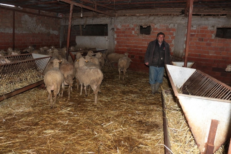 Üreticiye Destek Küçükbaş Hayvan Üretimini Arttırdı