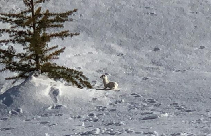 Nesli Tükenen Beyaz Gelincik Bitlis’te Görüntülendi