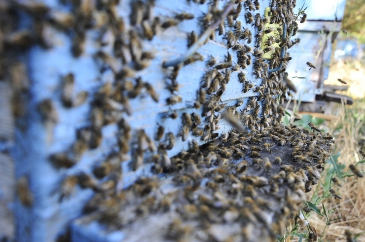 “Her Yıl Bal Arılarının Yüzde 70’i Zirai Kimyasal İlaçlar Sebebiyle Ölüyor”