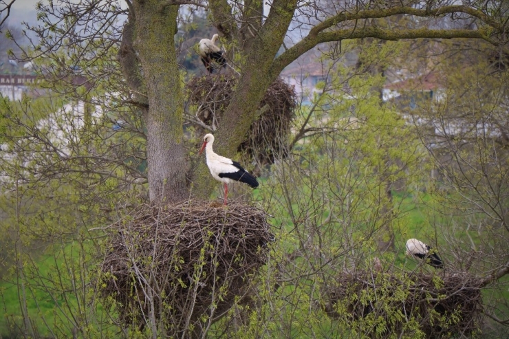 Leylekler Festivalle Karşılanacak